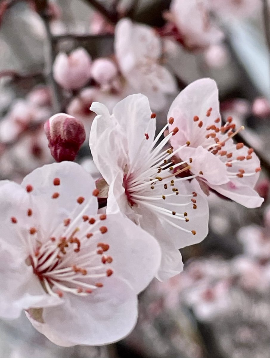 みぃ🐣 tweet media