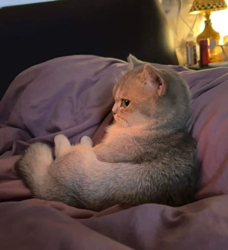 Cats all the way tweet media