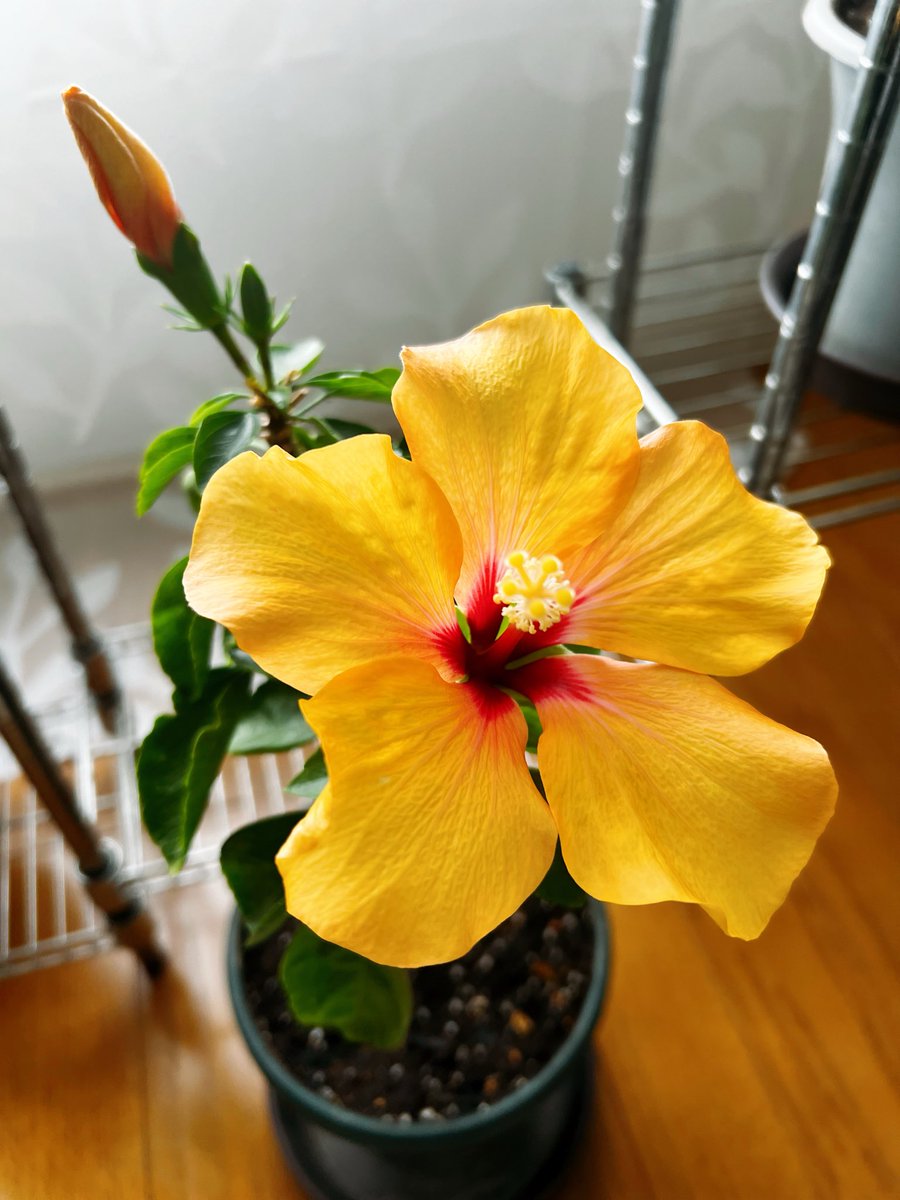 SL_touma's tweet photo. 季節を間違えたハイビスカス🌺
今朝咲きました。
綺麗です。

おはようございます https://t.co/0olnv06suv