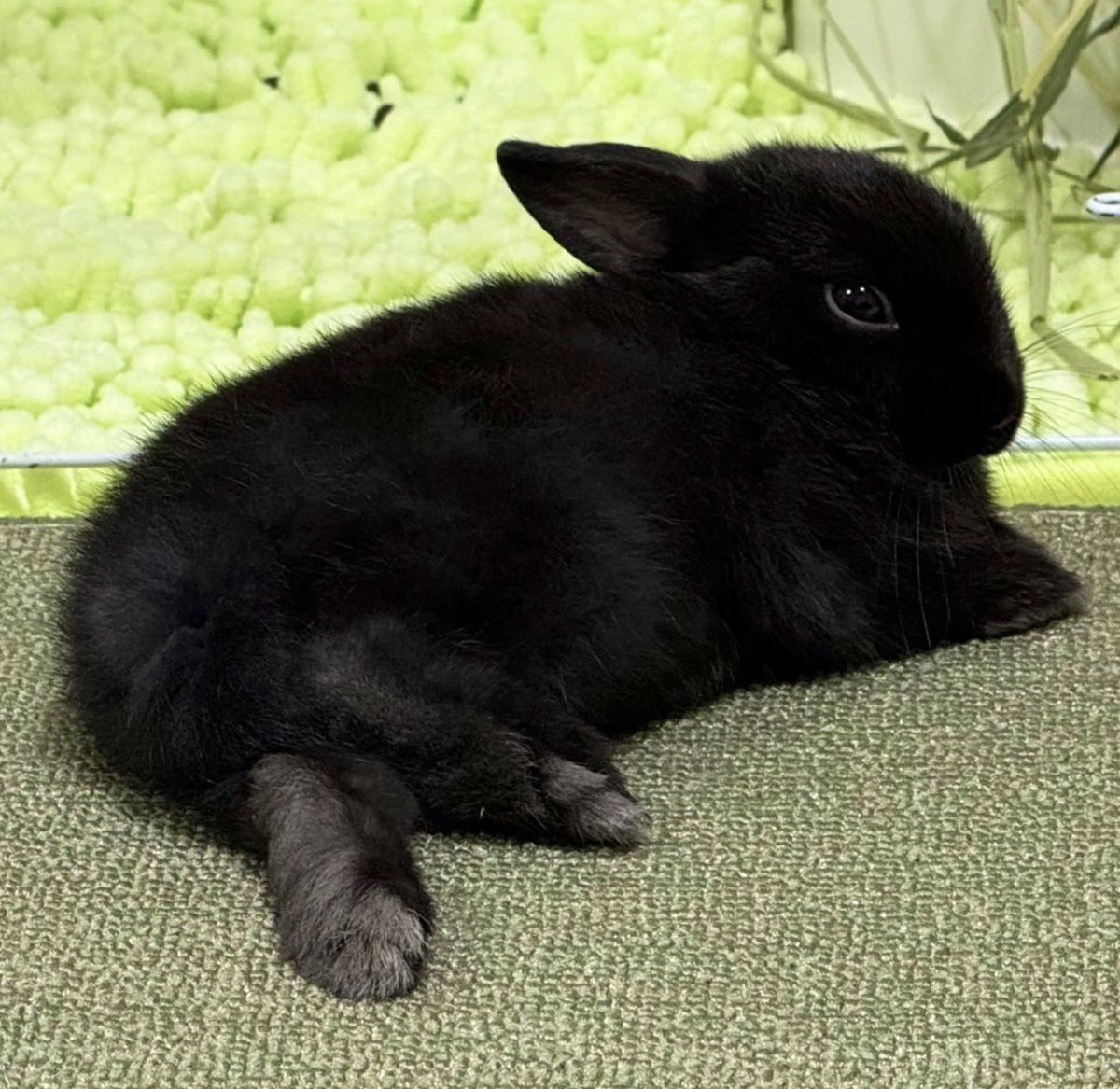 金の栗饅頭&黒豆 tweet media