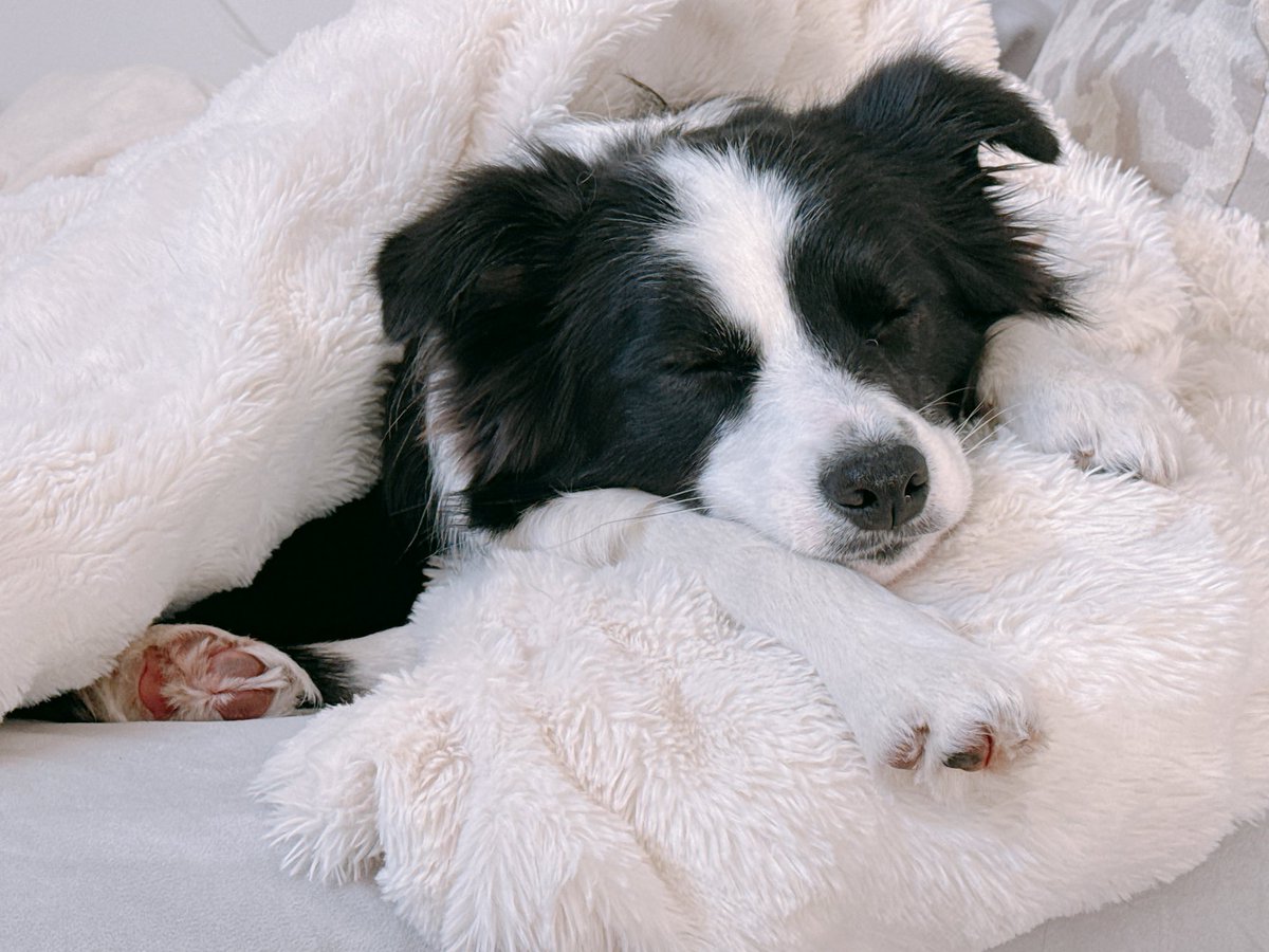 レティ🐼ボーダーコリー tweet media