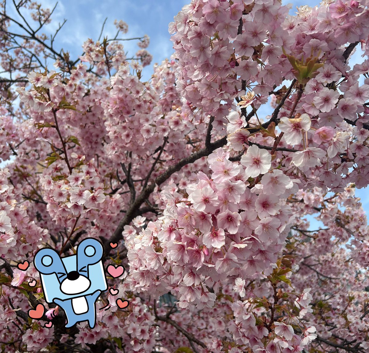 パックマくん🐻(株)パックスタイル山陽 広報担当 tweet media