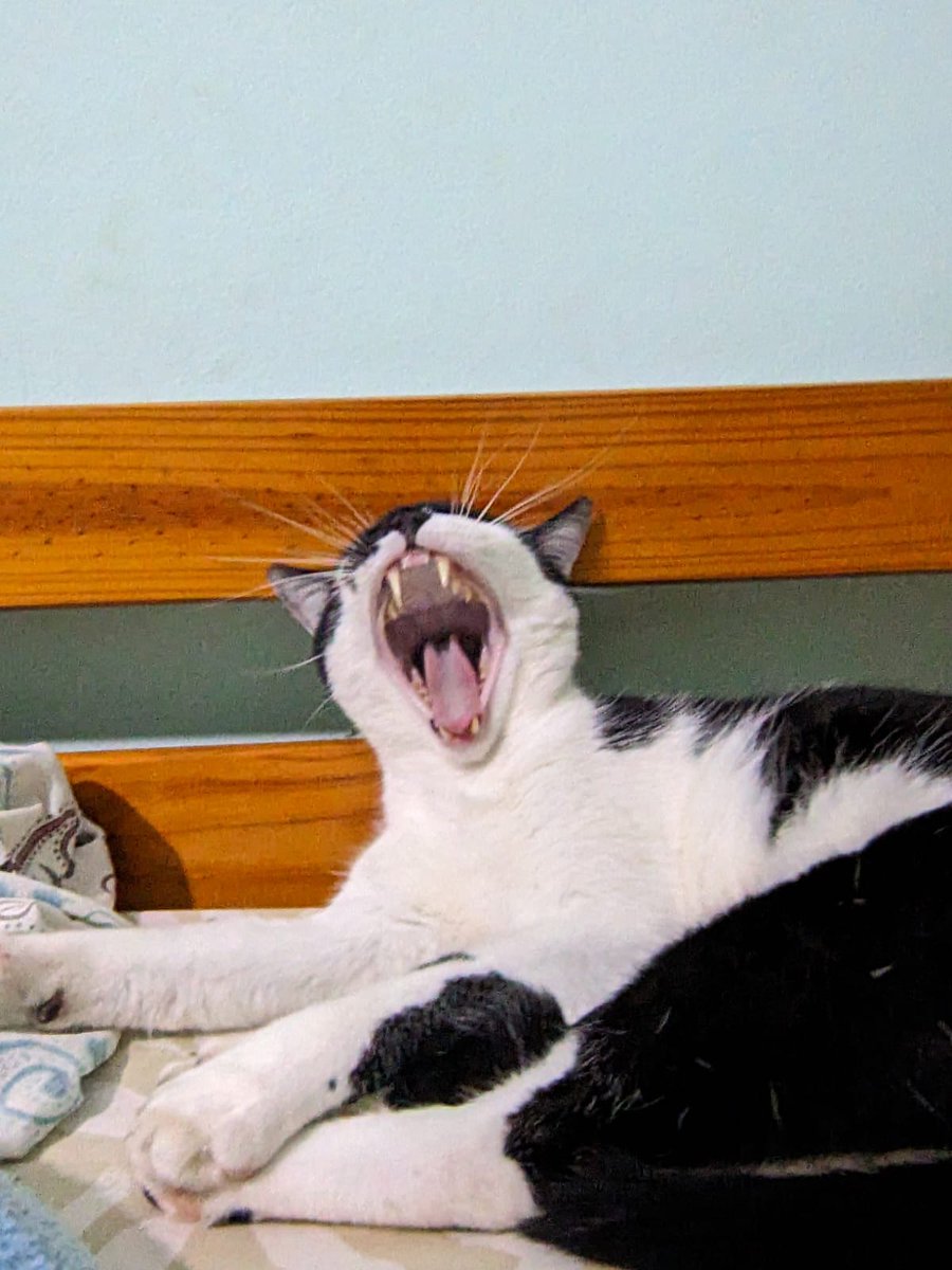 Meu gato em algum lugar aleatório tweet media