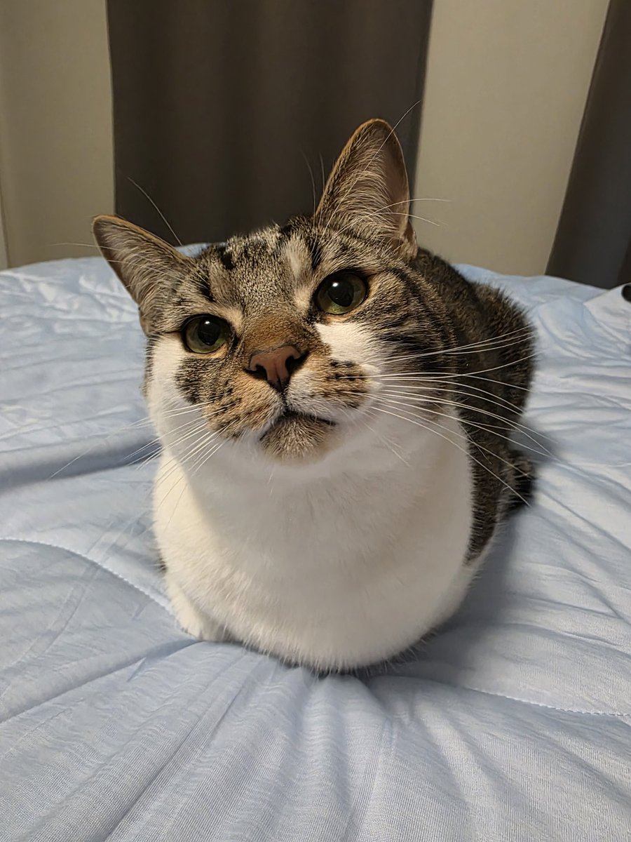 OtakuMaiden tweet media