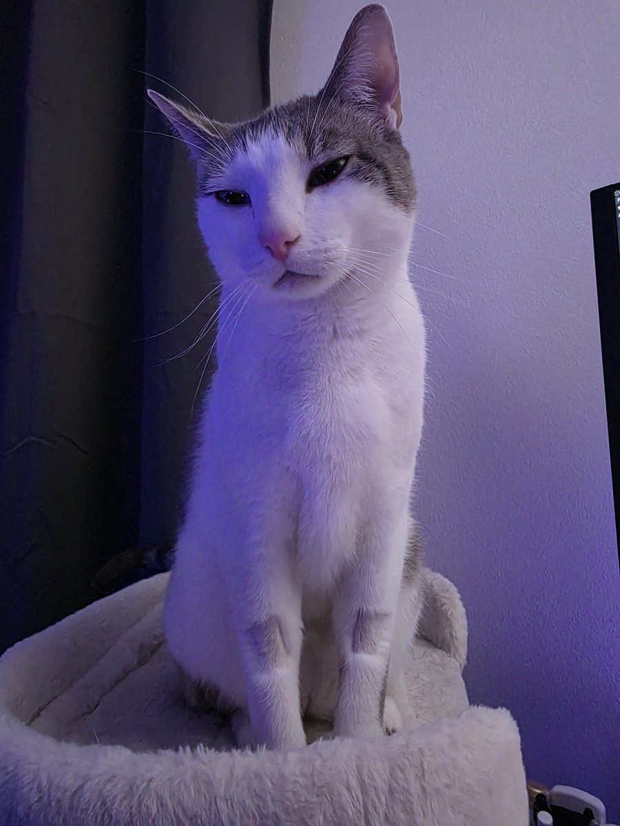 OtakuMaiden tweet media