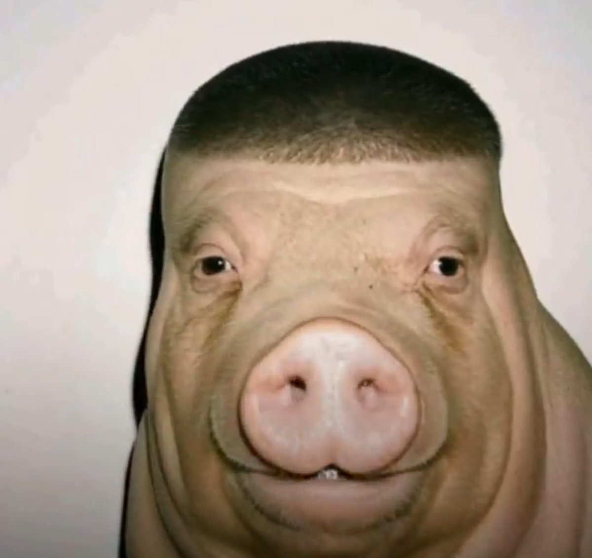 ✠ Dug 💪🏿🐶👌🏿🌱 🐖 tweet media