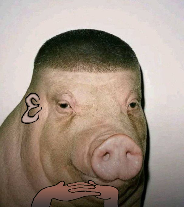 ✠ Dug 💪🏿🐶👌🏿🌱 🐖 tweet media