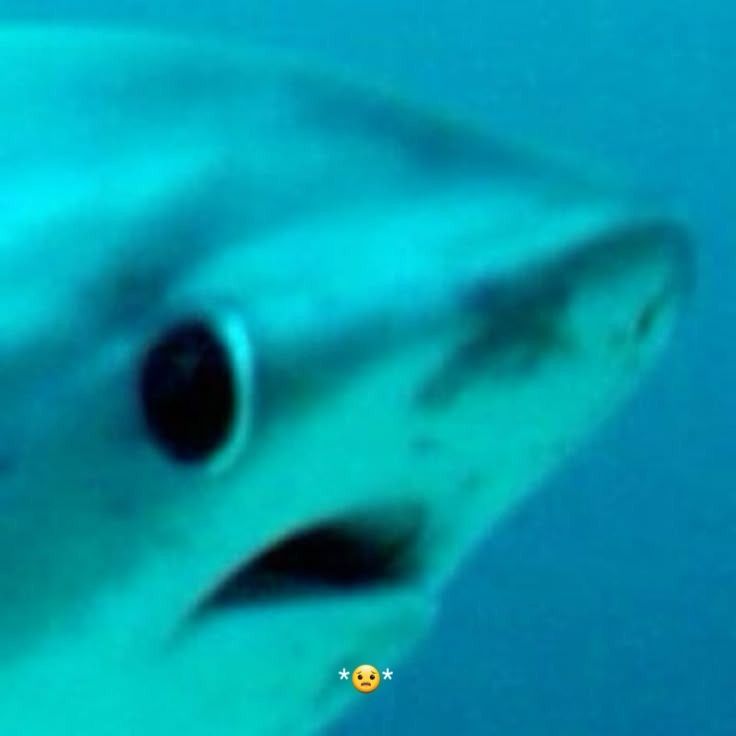 Silveerz 🇻🇪 || ENHYPEN IS 7 || JAYPRIL tweet media