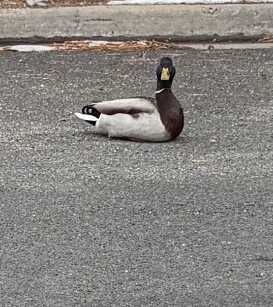 To say that this guy did not give a fuck would be an understatement.