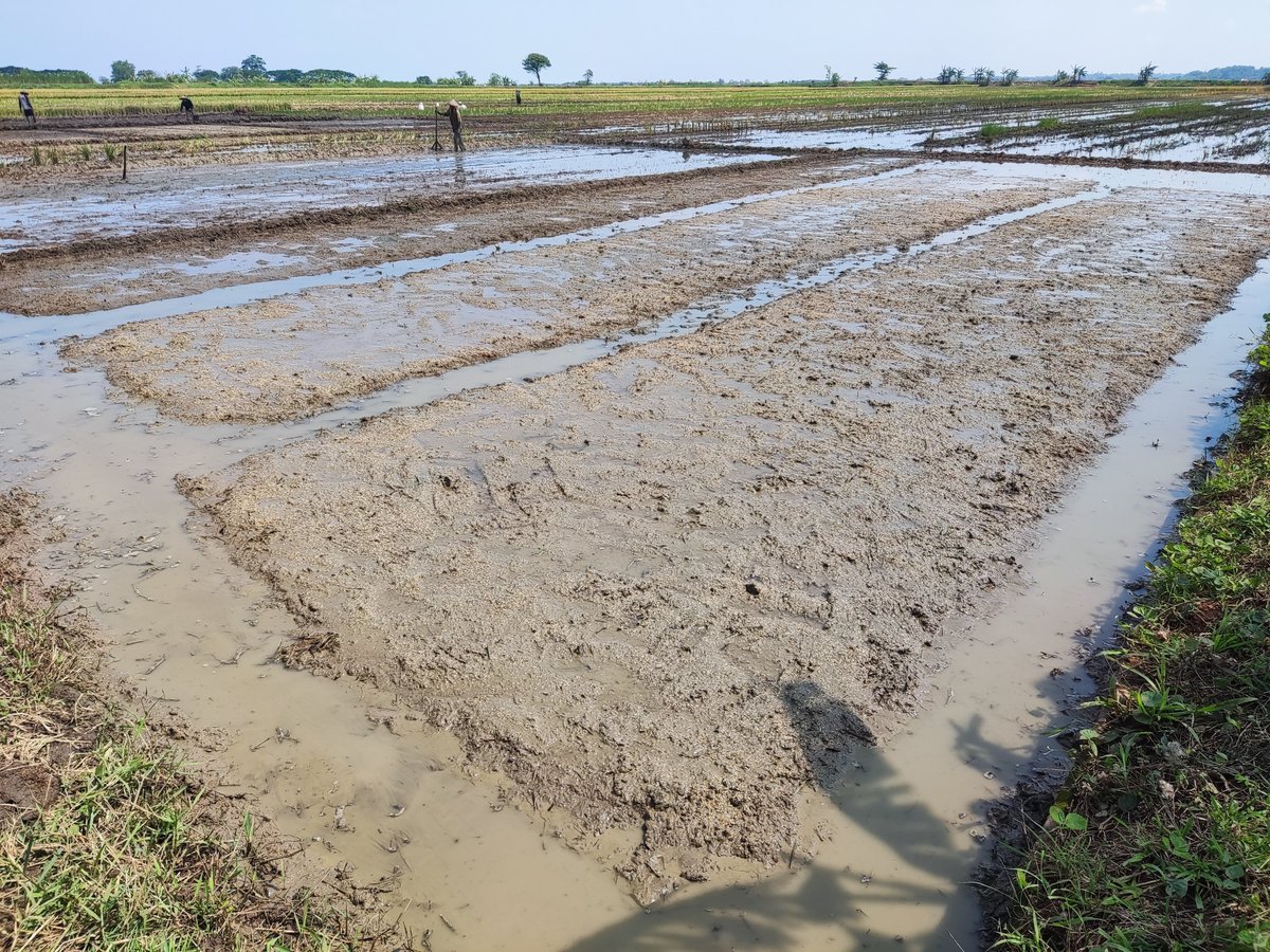 Munfarid  tweet media