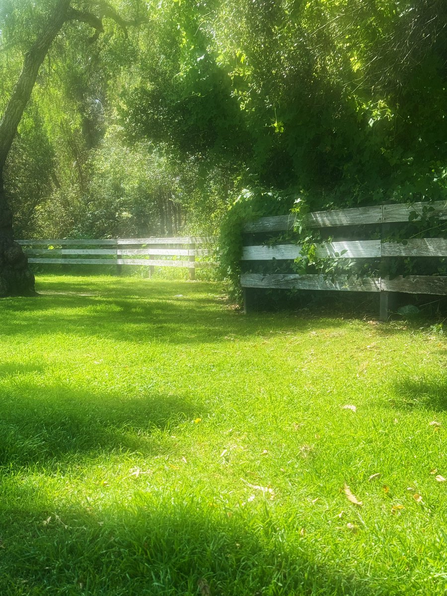 dish 🐸 tweet media