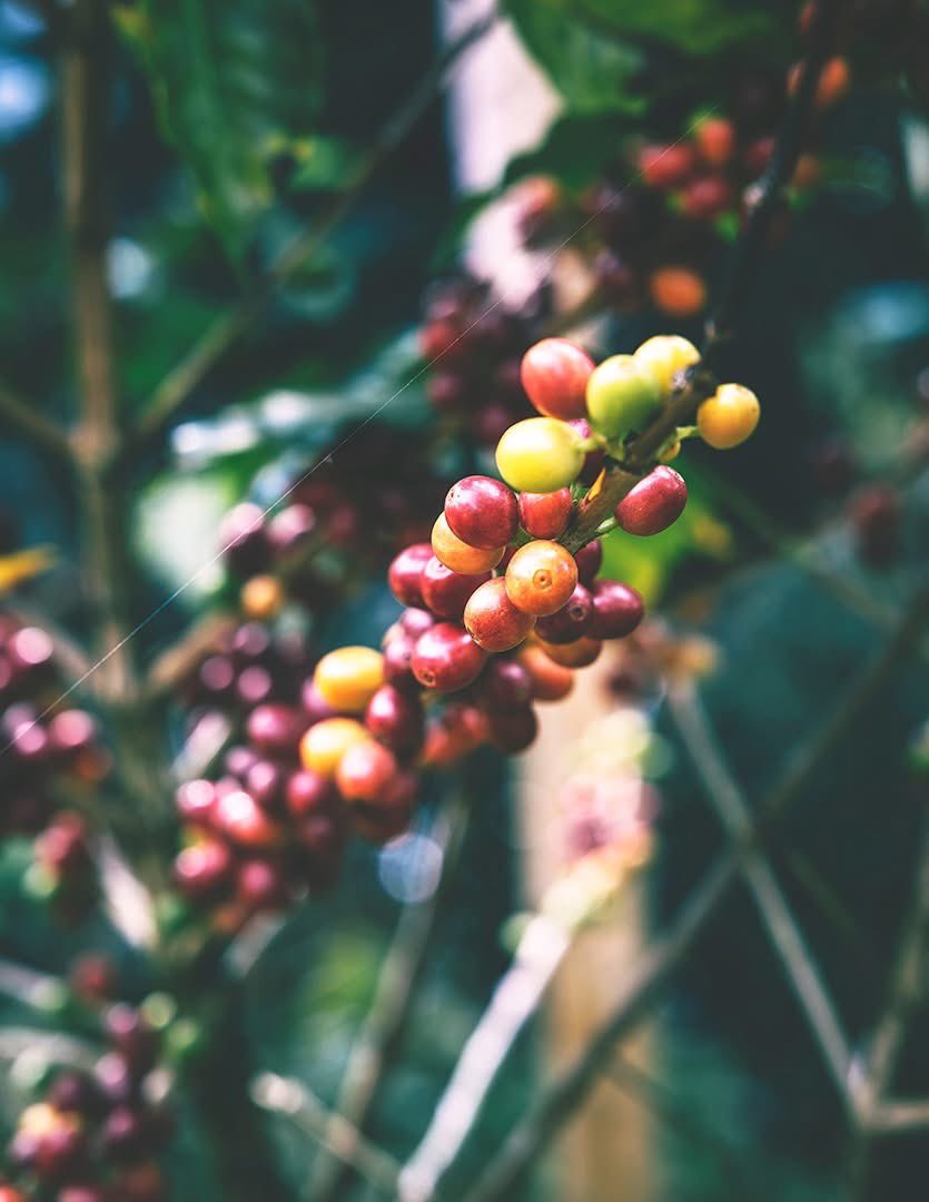 Son of the Morning Light tweet media