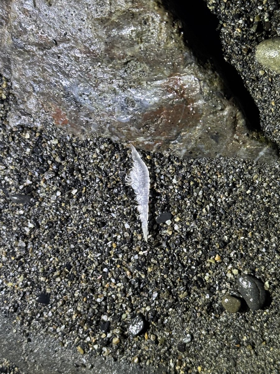 デストロイ=ハカイ tweet media