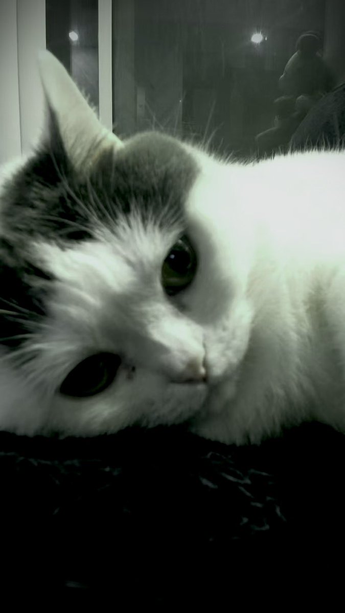 Catheloo 𝕏 tweet media