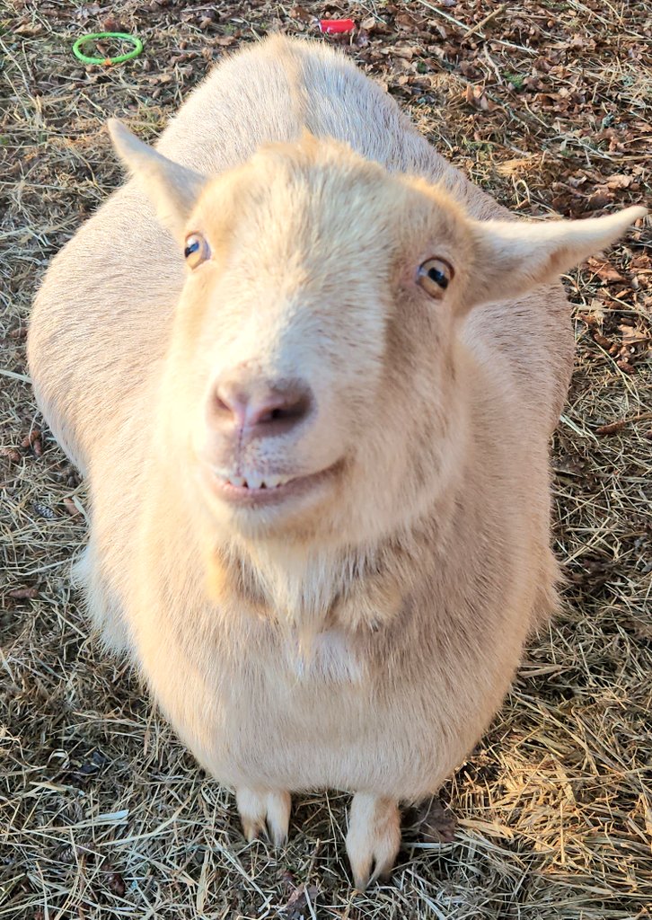 🐐Winston🌈Thatcher🌈Domino, Walnut, Jasper🐐 tweet media