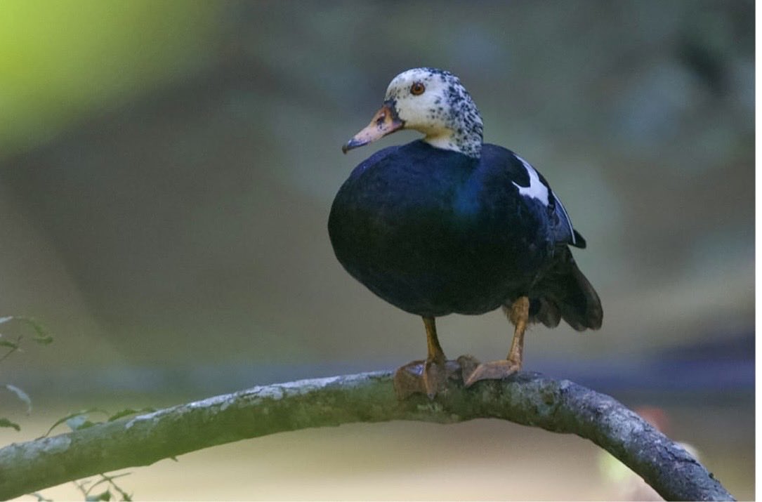 Mrinal Saikia tweet media