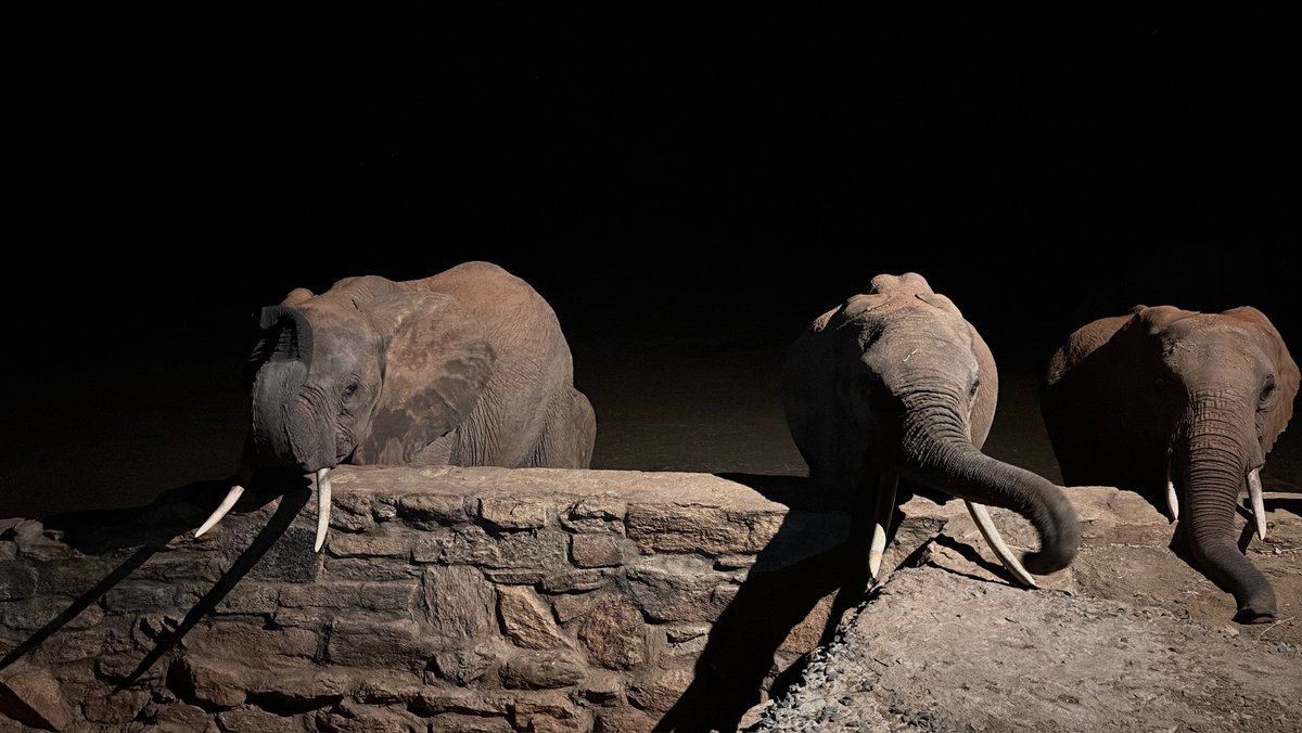 SheldrickTrust's tweet photo. Midnight visitors don't get better than this trio!

Ex-orphans Ambo, Kauro, and Rapa came by our Ithumba Unit last month, arriving before the sun rose. When the doors opened, they came in. Roho greeted Rapa. Lodo found Ambo. Kauro had a brief exchange with Choka. Lucerne was shared out and everyone settled in to enjoy it.

These bulls have gone from rescued babies to wild-living bulls. They don't have to come back, but they do – after all, some habits are hard to leave behind. Discover how bottles, blankets, and Keeper snuggles ensure rescued calves can one day return to their birthright: https://t.co/ELpBAGndch
