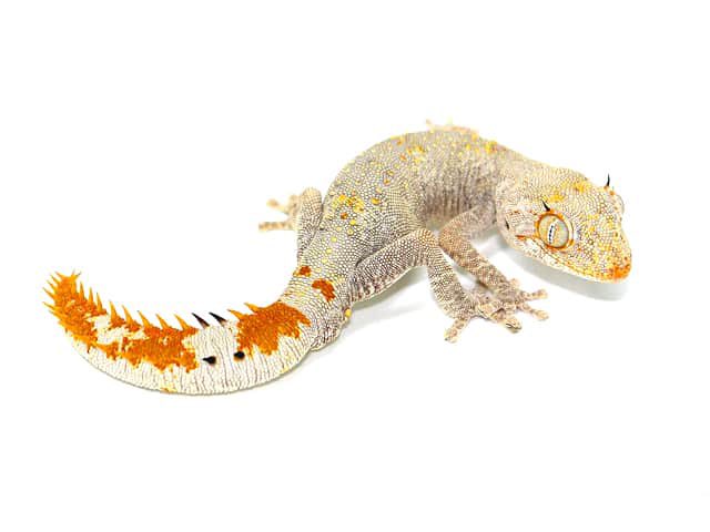 SoulSilverArt tweet media