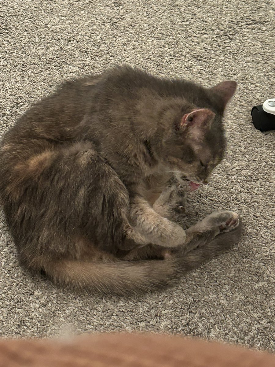 fenfoxes's tweet photo. the way shes holding her foot😭😭 https://t.co/ZEdv7cwmBS