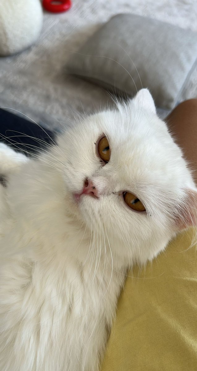 Berserker tweet media