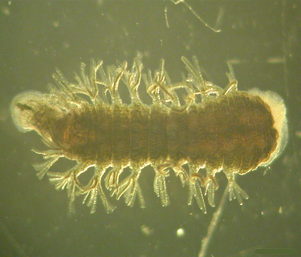 T.Theodorus Ibrahim tweet media