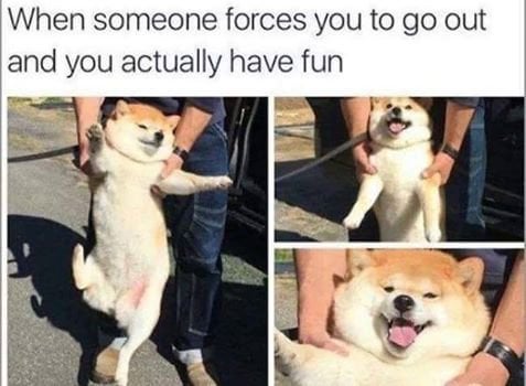steverayconniff's tweet photo. Bueno, tiene sus cosas de organización que me parecen ridículas y facilmente solucionables pero disfruté mucho esta edición del Lollapalooza. Al final terminé siendo el perrito de este meme: https://t.co/nqpUtIxISh