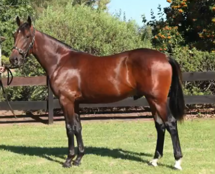 Northern Rivers Equine & Llowalong Farms tweet media