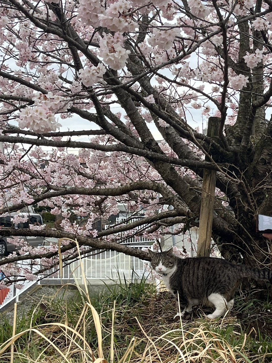 tk08213's tweet photo. #lovelyday847
#春めき桜
さや香さん、おはようございます
今、大雄山線富士フイルム前駅そばで開催されている桜まつりに来ています。
こちらは「春めき」という品種で華がとても密集しています。
ちょうど満開ですので今度の三連休は暖かくなりオススメですよ https://t.co/KOUzGUC8xg