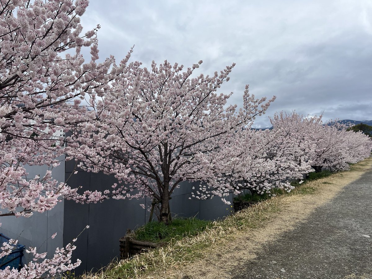tk08213's tweet photo. #lovelyday847
#春めき桜
さや香さん、おはようございます
今、大雄山線富士フイルム前駅そばで開催されている桜まつりに来ています。
こちらは「春めき」という品種で華がとても密集しています。
ちょうど満開ですので今度の三連休は暖かくなりオススメですよ https://t.co/KOUzGUC8xg