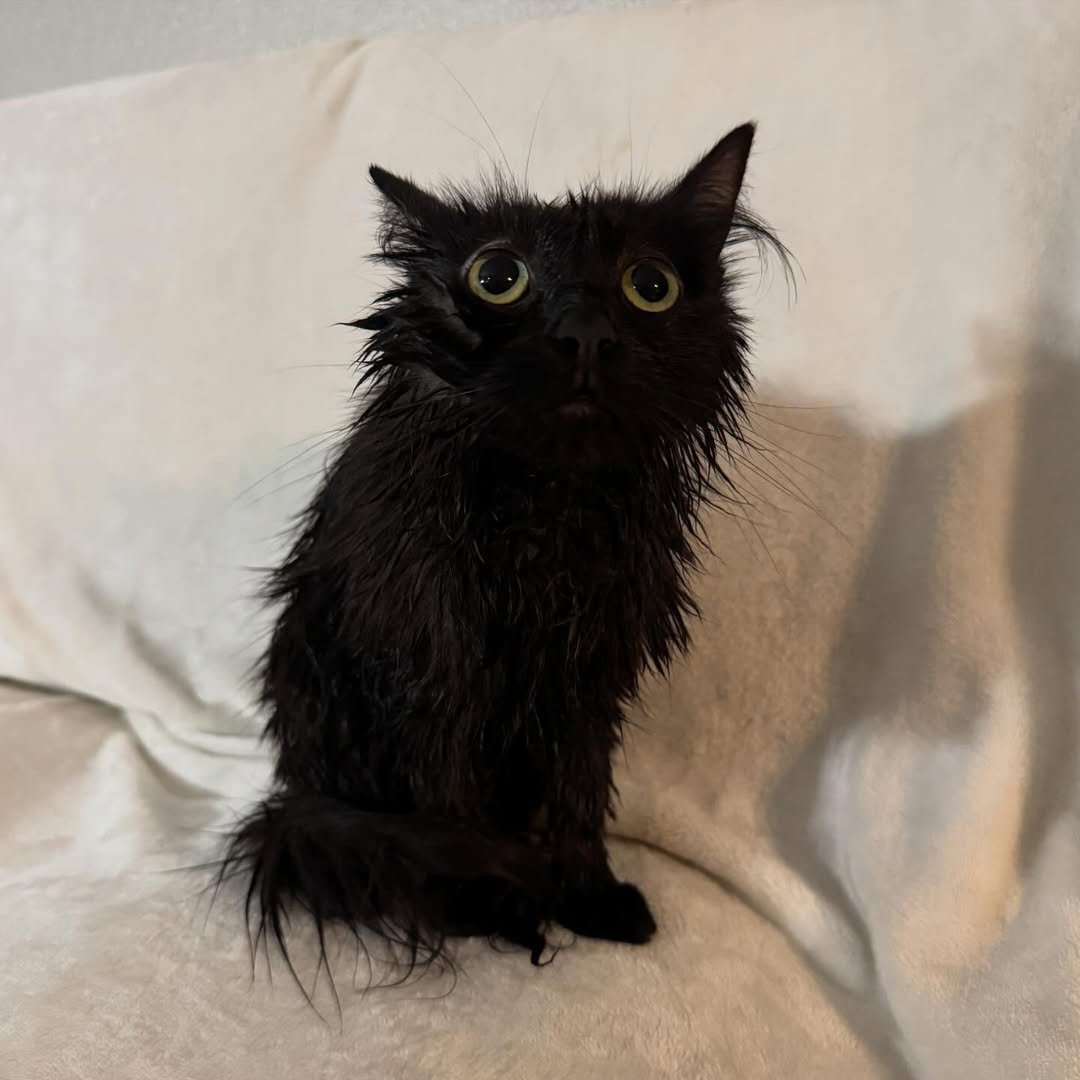 CuteAdorableCat's tweet image. Traumatized