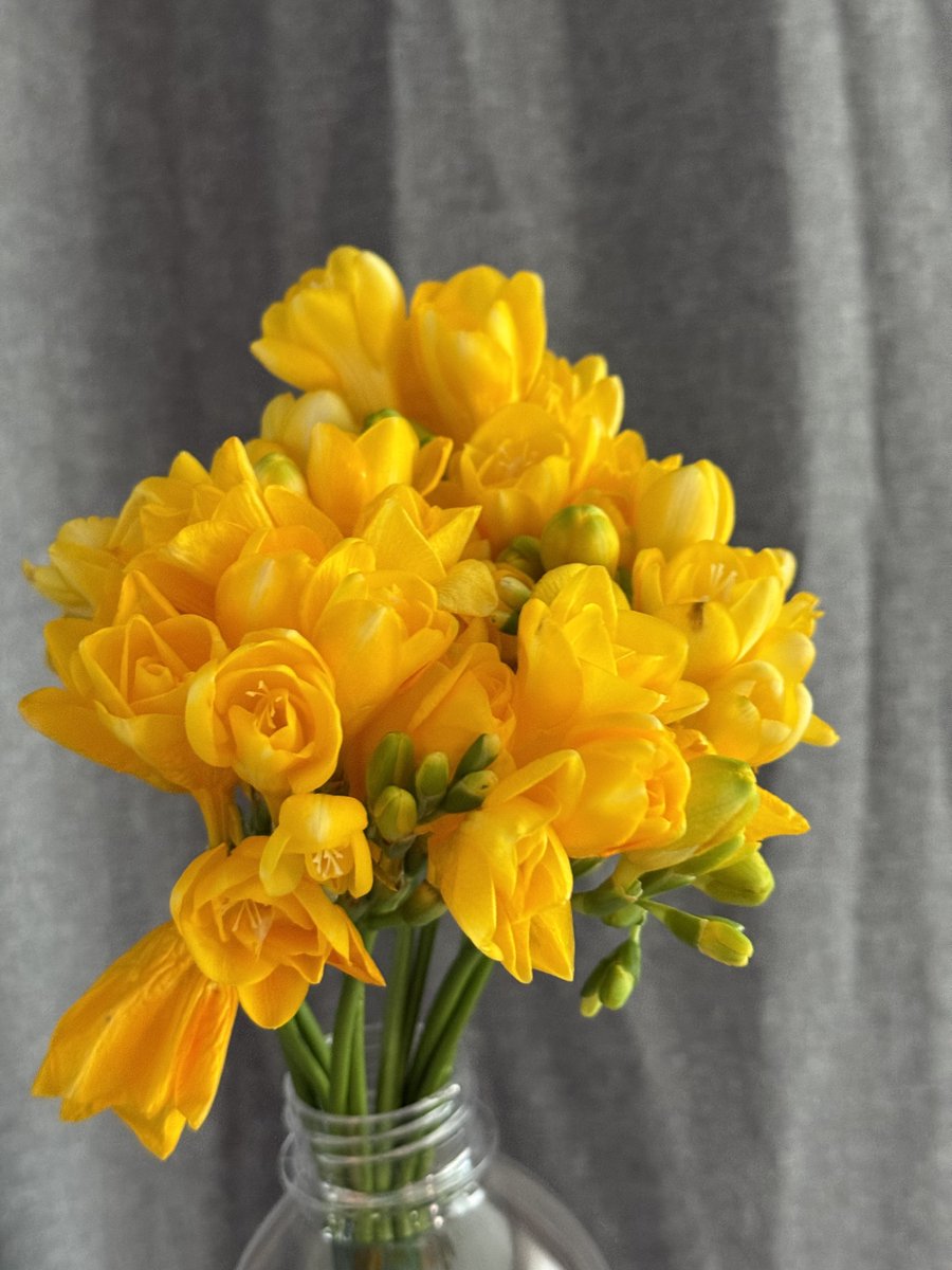 길 가다가 프리지아를 오천원 주고 샀어요
자고 일어나니까 활~~~짝 피었더요
행복한 하루 되세욤 🫶