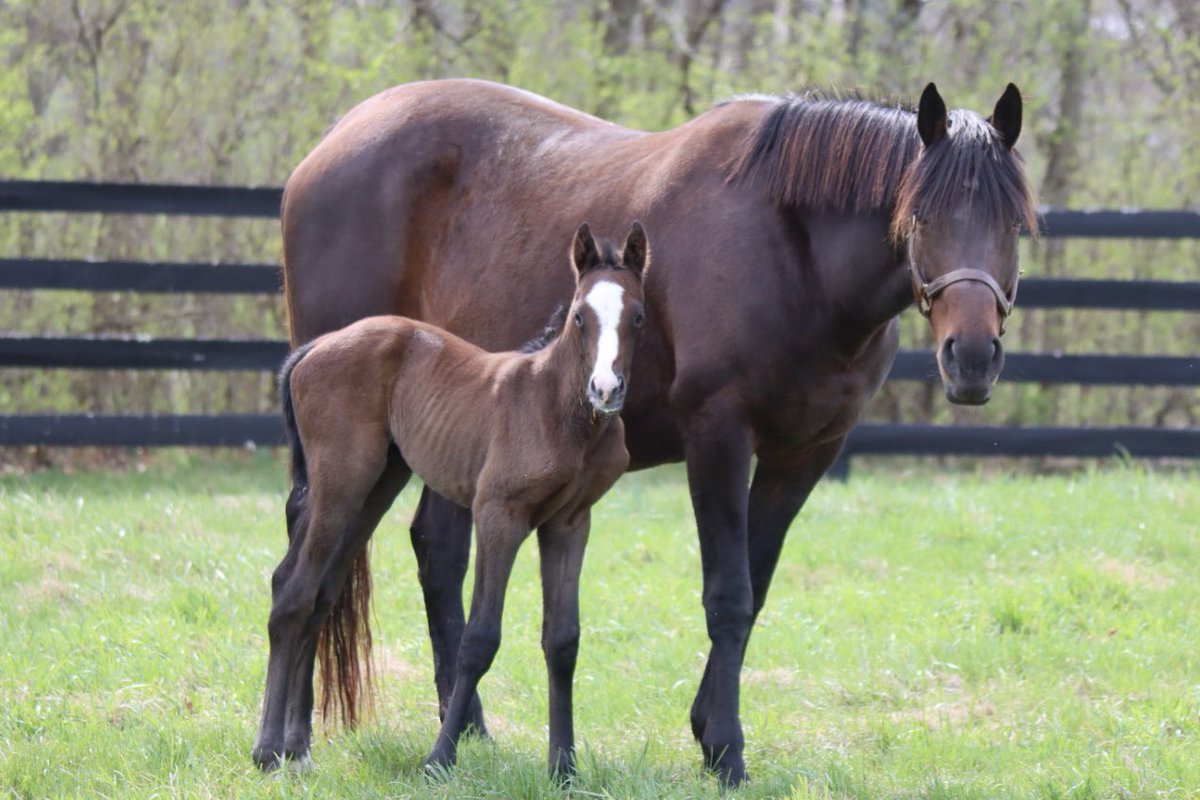 BurlesonFarm's tweet photo. It’s a @Gainesway kind of weekend, a beautiful filly by freshman sire Charge It and a monster colt by 🔥sire of the moment Drain The Clock. https://t.co/r57o9Gjr6h