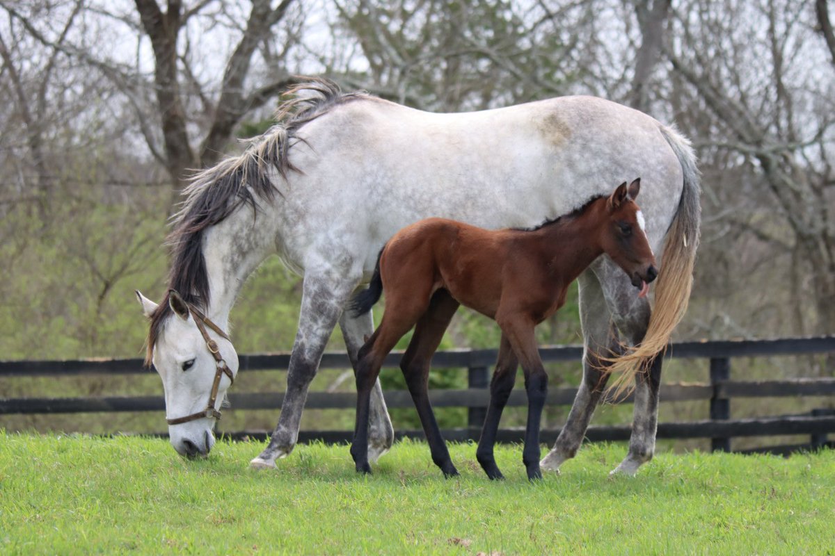 BurlesonFarm's tweet photo. It’s a @Gainesway kind of weekend, a beautiful filly by freshman sire Charge It and a monster colt by 🔥sire of the moment Drain The Clock. https://t.co/r57o9Gjr6h