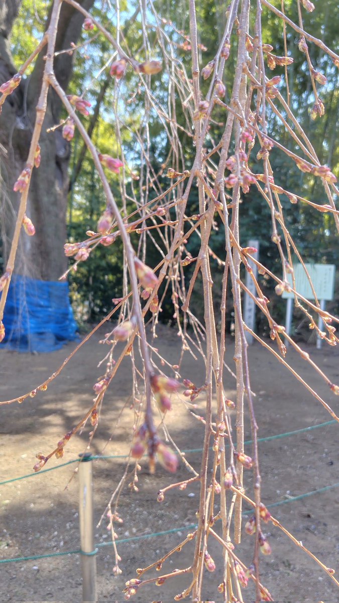 kinsan_desu's tweet photo. 頼母子の枝垂れ桜　可愛いピンクの蕾がふっくらしてますね!

開花が早そうだと言うことで、3月29日、33年ぶりのご開帳とのこ。 https://t.co/4YsTEOqS8h