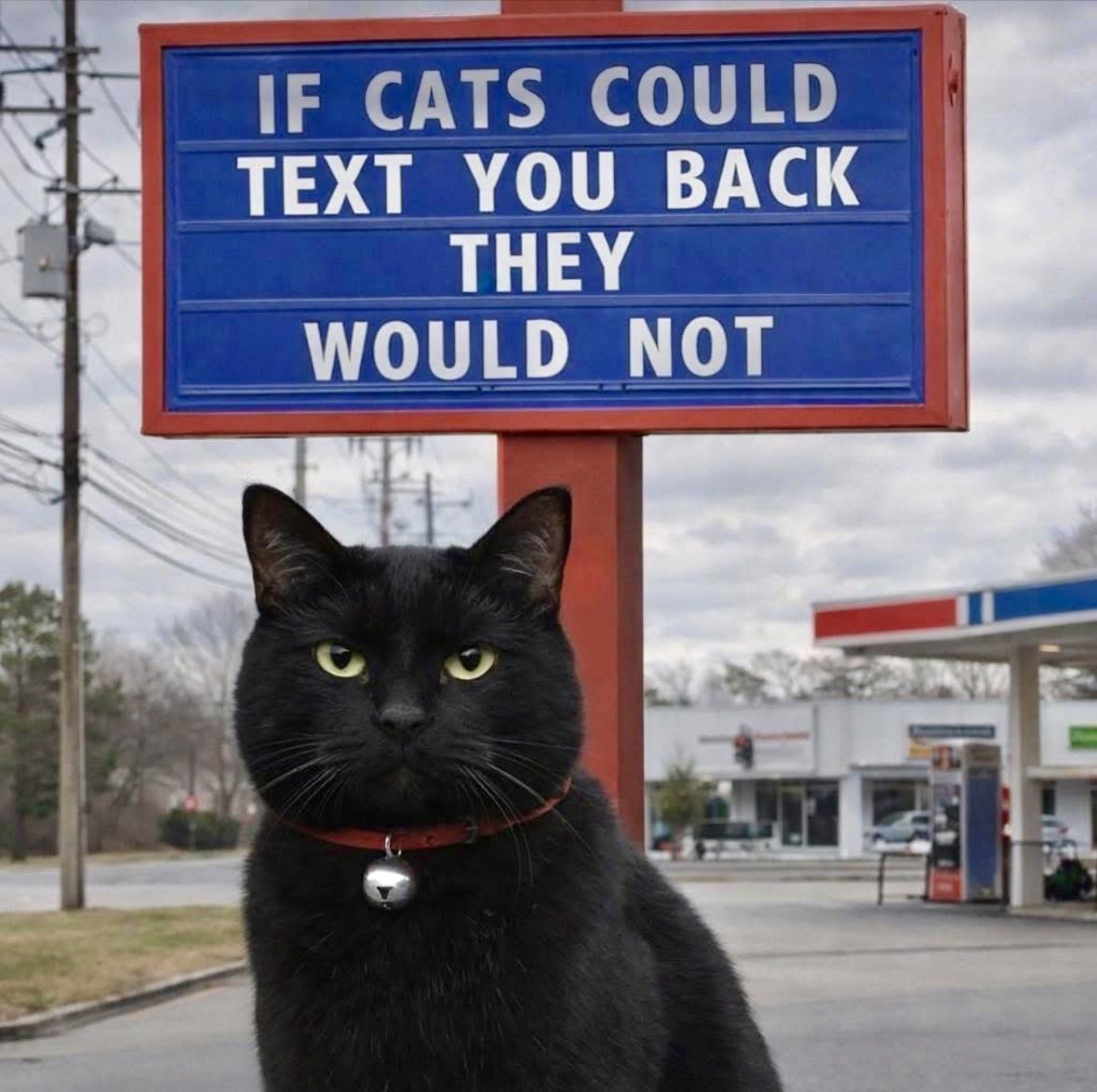 dcd728's tweet image. Exactly! And if #kitty could #text he’d say #feedmemom #meow