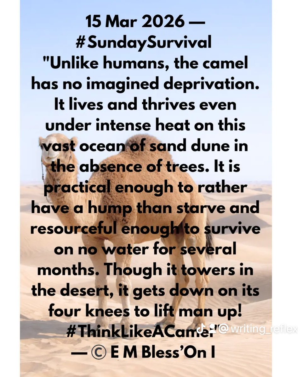 Writing Reflex tweet media