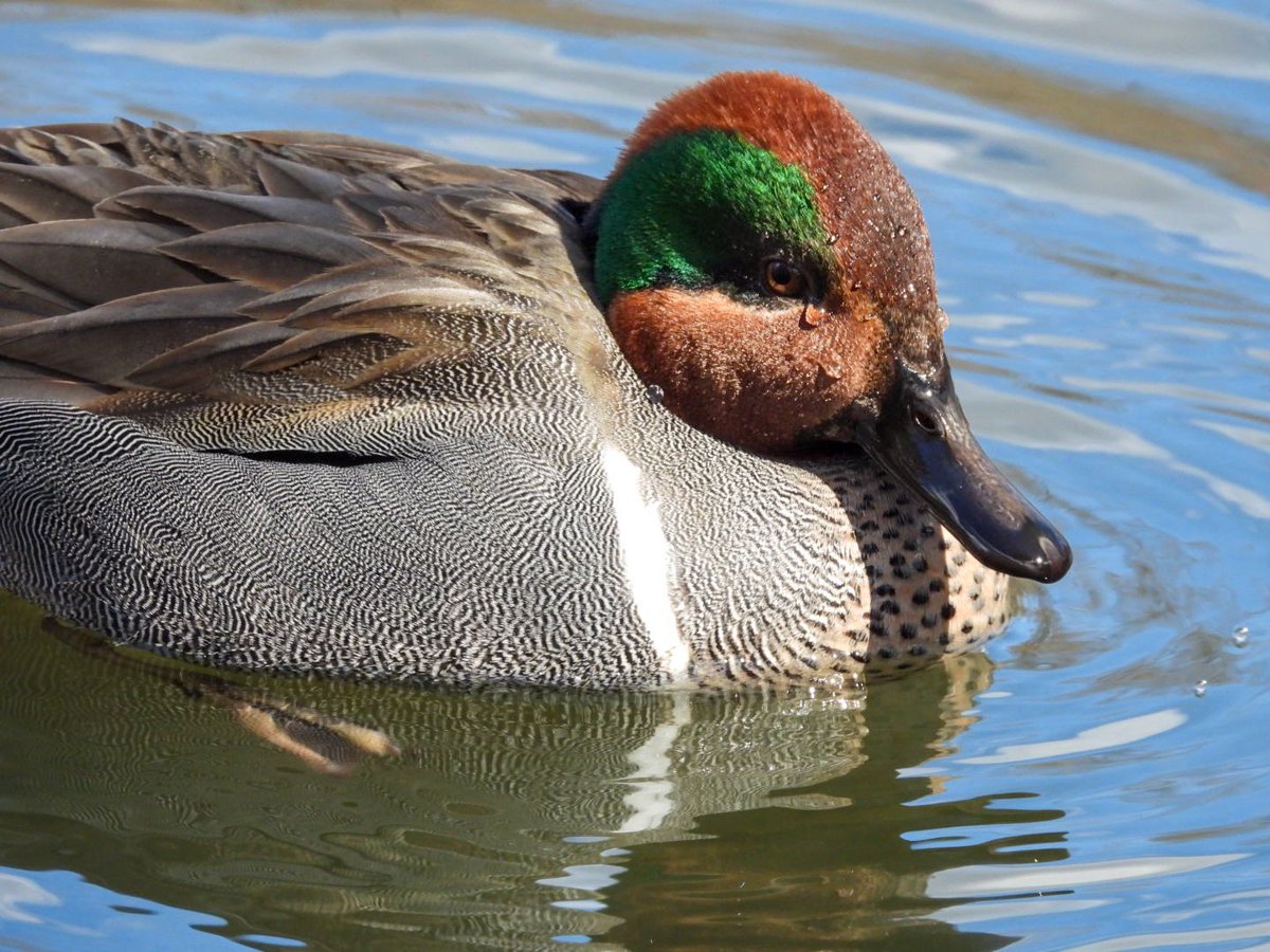 birdheadbluez's tweet image. Green-winged Teals - Central Park Pool #ducks #birdcpp #birds #nyc #centralpark
