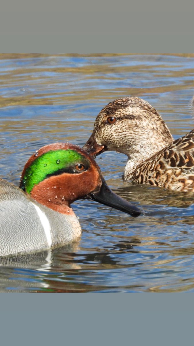 birdheadbluez's tweet image. Green-winged Teals - Central Park Pool #ducks #birdcpp #birds #nyc #centralpark