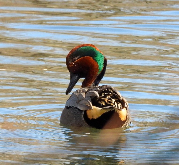 birdheadbluez's tweet image. Green-winged Teals - Central Park Pool #ducks #birdcpp #birds #nyc #centralpark