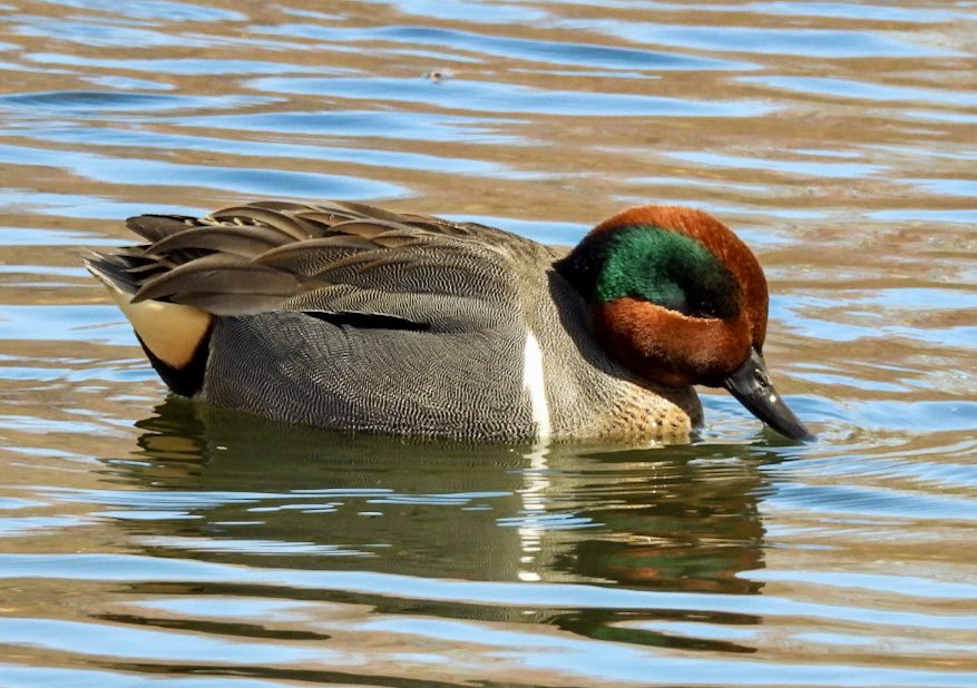 birdheadbluez's tweet image. Green-winged Teals - Central Park Pool #ducks #birdcpp #birds #nyc #centralpark