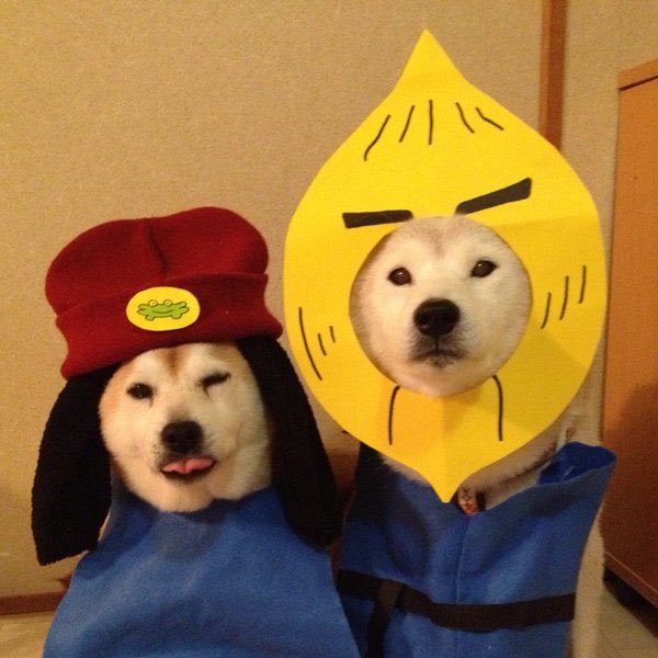 🏳️‍⚧️🌸 Pilotwings 🍉CHOCOSUN 4 EVR (@amogusn445) on Twitter photo 