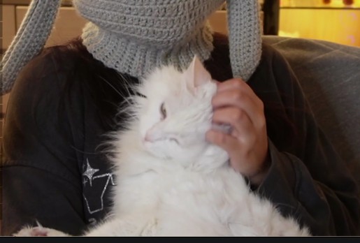 Michimeow07's tweet photo. Blanca y Kiwi en un mksmo directo, pidan un deseo (y el espejo de atrás tmb) https://t.co/e4bvSjWGYs