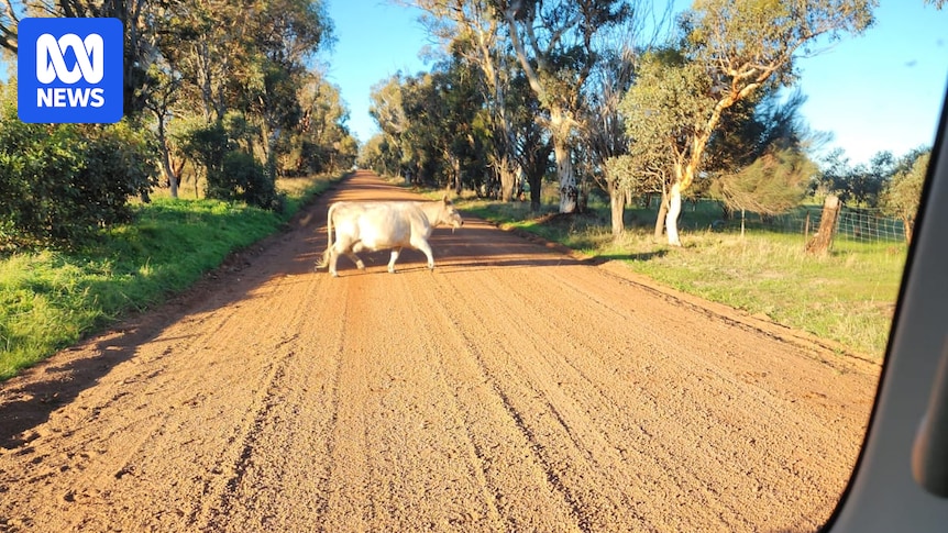 HumanisingMen's tweet image. Untagged livestock roaming free continues to raise alarm across WA shires abc.net.au/news/2026-03-1… #farming #livestock #wandering