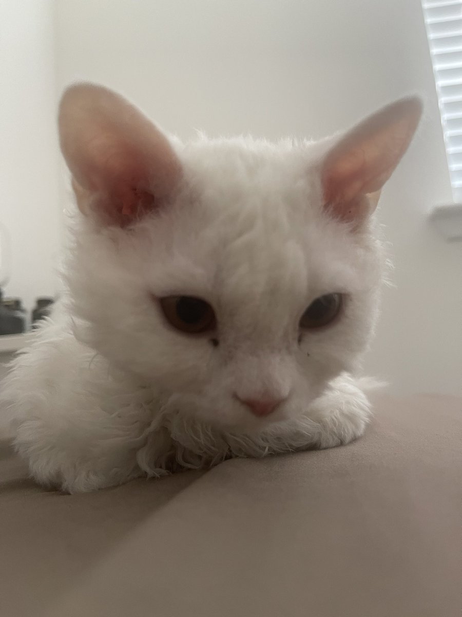 Ally 🏴‍☠️ tweet media