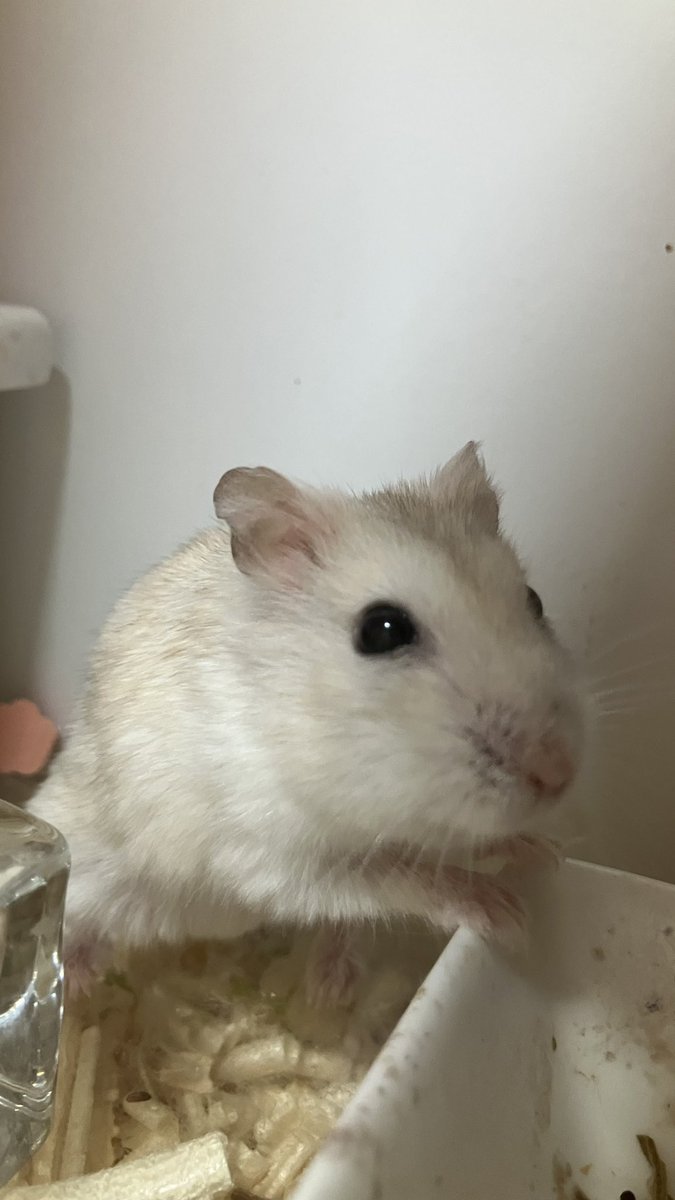 죠랭이네 tweet media