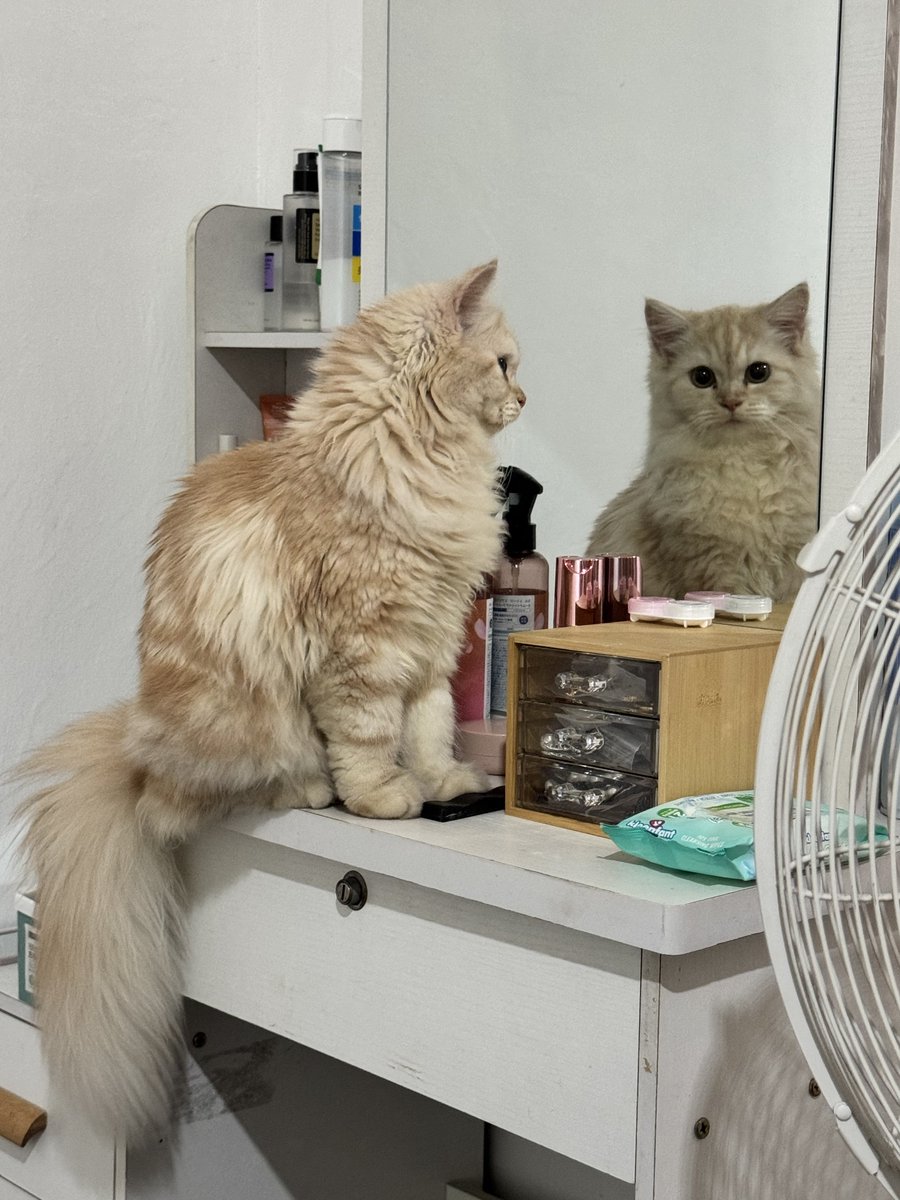 waffles 🧇 tweet media