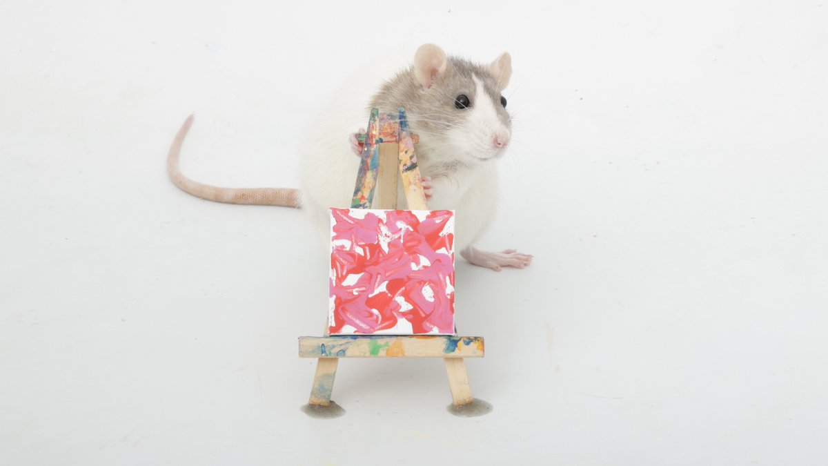 Shadow the Rat tweet media