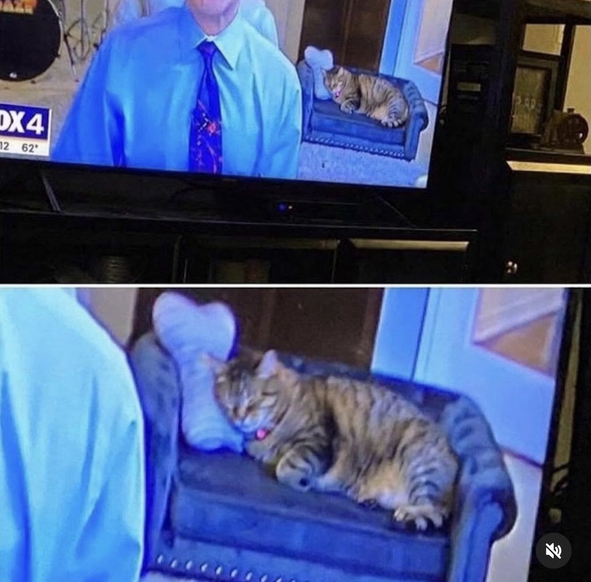 No Cats No Life tweet media