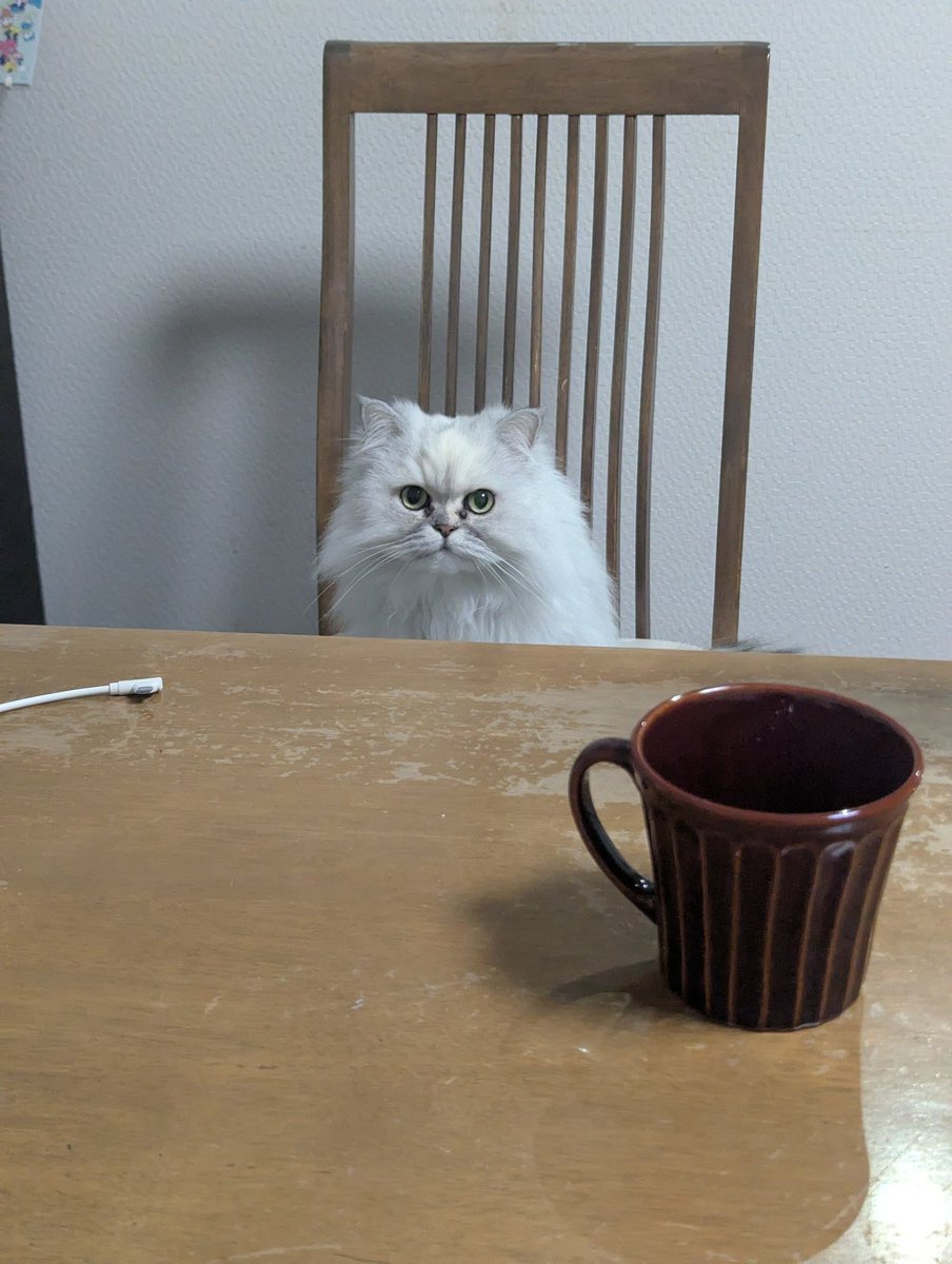 朝のコーヒーブレイクよ
ちゅーるをよこしなさい