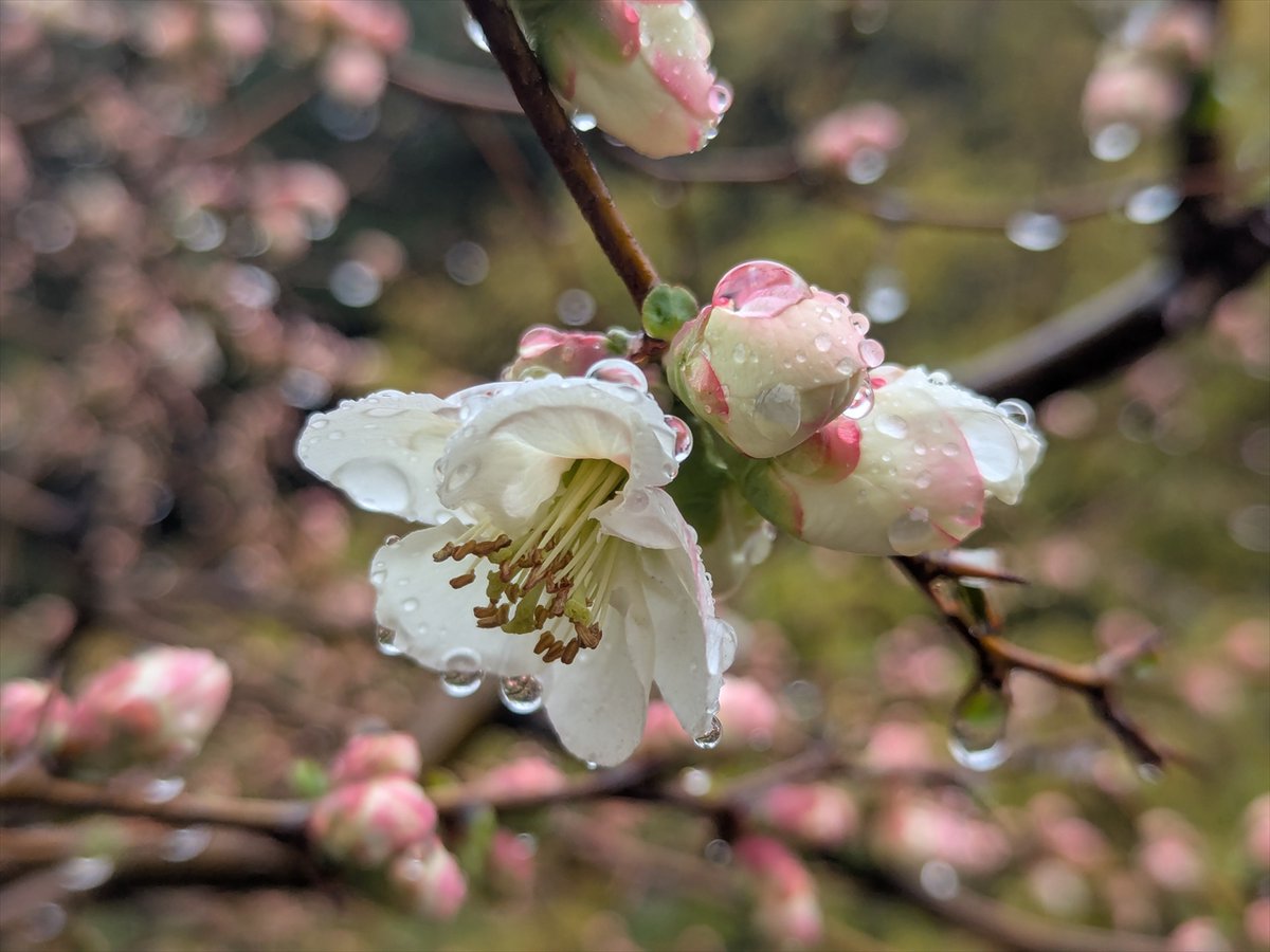 旅先での写真 tweet media